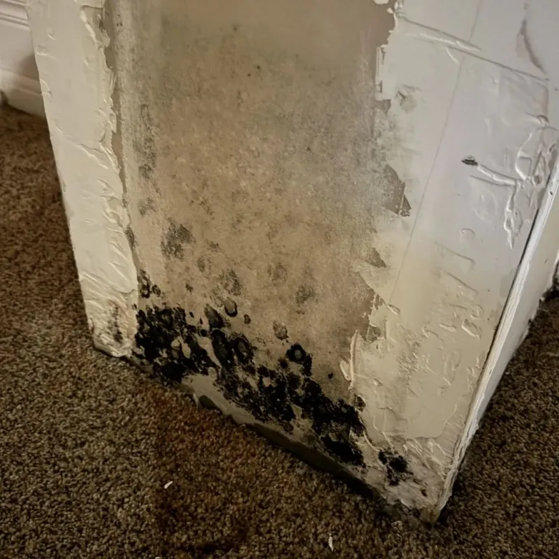 Professional Mold Removal in Georgetown, GA